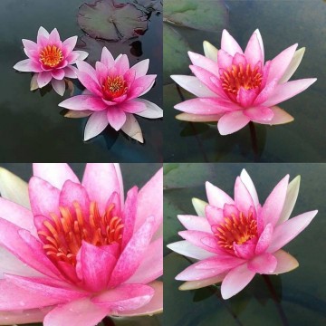 Nymphaea larroque nelumbogarden waterlilies 4