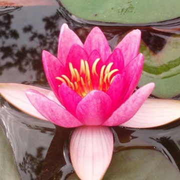 Nymphaea laydekeri lilacea nelumbogarden waterlilies 2