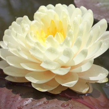 Nymphaea lemon meringue nelumbogarden waterlilies  1
