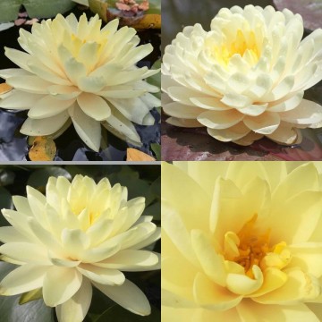 Nymphaea lemon meringue nelumbogarden waterlilies  2