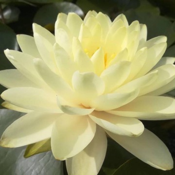Nymphaea lemon meringue nelumbogarden waterlilies  4