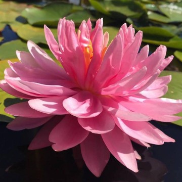 Nymphaea lily pons nelumbogarden waterlilies 1
