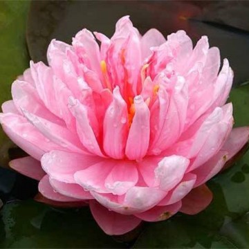 Nymphaea lily pons nelumbogarden waterlilies 2