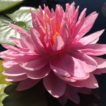 Nymphaea lily pons nelumbogarden waterlilies 3
