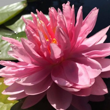 Nymphaea lily pons nelumbogarden waterlilies 4