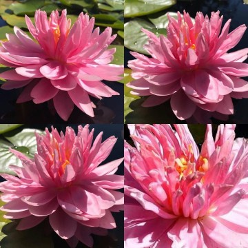Nymphaea lily pons nelumbogarden waterlilies 5