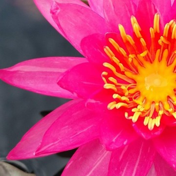 Nymphaea line thai nelumbogarden waterlilies 2