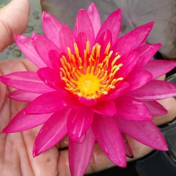 Nymphaea line thai nelumbogarden waterlilies 3