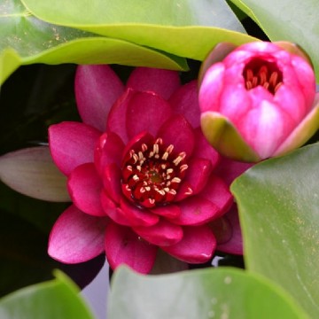 Nymphaea liou nelumbogarden waterlilies 2