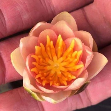 Nymphaea little sue nelumbogarden waterlilies 5