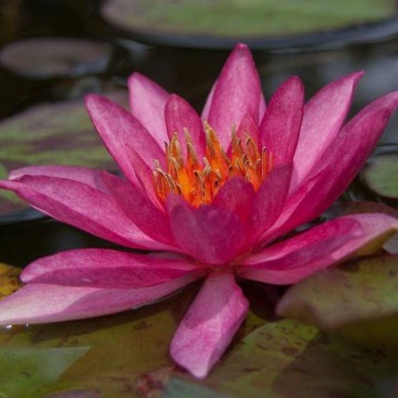 Nymphaea lucida nelumbogarden waterlilies 2