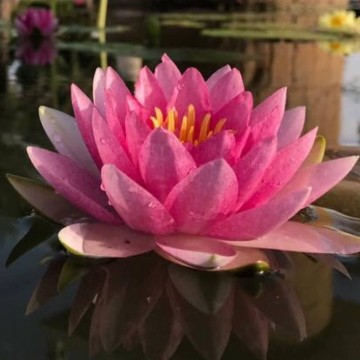 Nymphaea madame wilfron gonnere nelumbogarden waterlilies 1