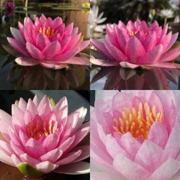 Nymphaea madame wilfron gonnere nelumbogarden waterlilies 2