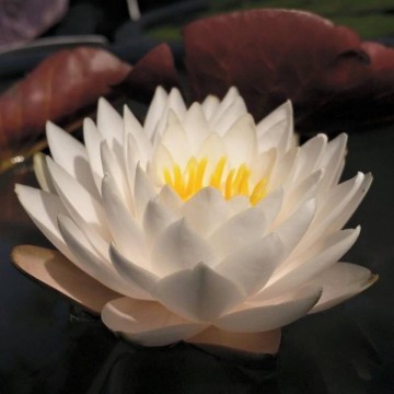 Nymphaea manee siam nelumbo garden waterlilies matthijs hazeleger water lilies 1.jpg