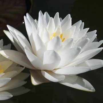 Nymphaea manee siam nelumbo garden waterlilies matthijs hazeleger water lilies 4.jpg