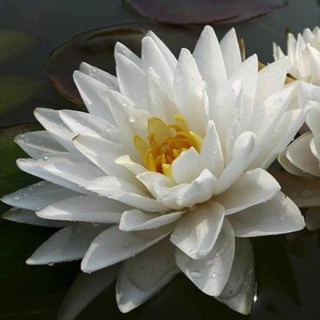 Nymphaea manee siam nelumbo garden waterlilies matthijs hazeleger water lilies 5.jpg