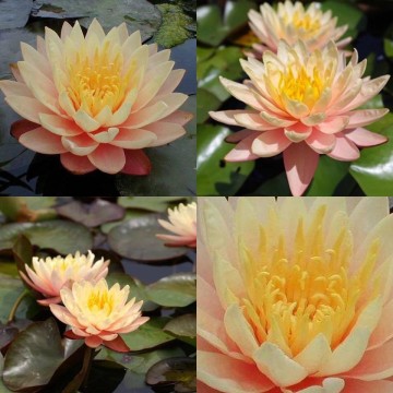 Nymphaea mangkala ubol nelumbogarden waterlilies 3