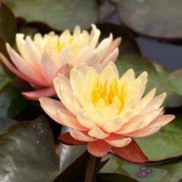 Nymphaea mangkala ubol nelumbogarden waterlilies 4