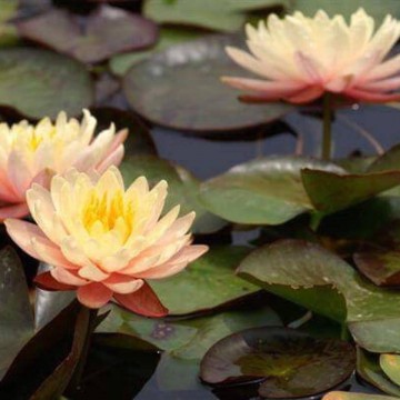 Nymphaea mangkala ubol nelumbogarden waterlilies 6