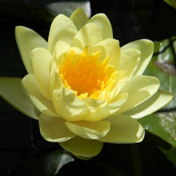 Nymphaea marliacea chromatella nelumbogarden waterlilies 1