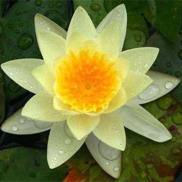 Nymphaea marliacea chromatella nelumbogarden waterlilies 3