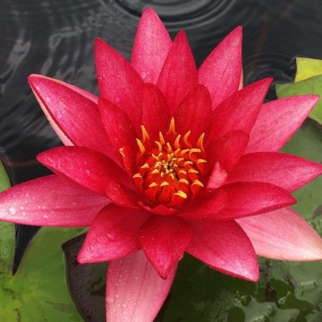Nymphaea marliacea rubra punctata nelumbogarden waterlilies 1