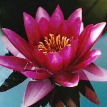 Nymphaea marliacea rubra punctata nelumbogarden waterlilies 2