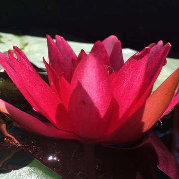 Nymphaea marliacea rubra punctata nelumbogarden waterlilies 3