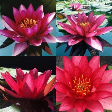 Nymphaea marliacea rubra punctata nelumbogarden waterlilies 4
