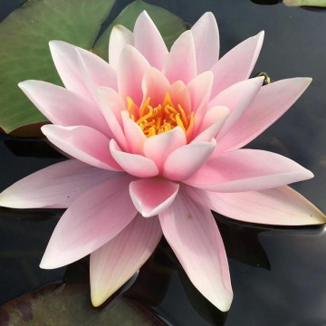Nymphaea martha nelumbogarden waterlilies 1