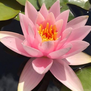 Nymphaea martha nelumbogarden waterlilies 2