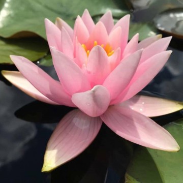 Nymphaea martha nelumbogarden waterlilies 3