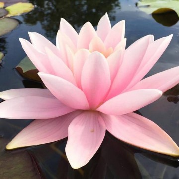 Nymphaea martha nelumbogarden waterlilies 4