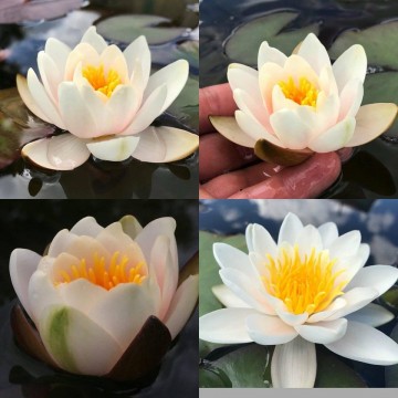 Nymphaea mary patricia nelumbo garden mathhijs hazeleger waterlelies 3