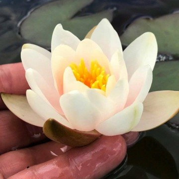 Nymphaea mary patricia nelumbo garden mathhijs hazeleger waterlelies 6
