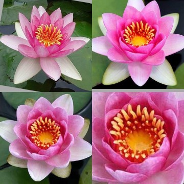 Nymphaea masaniello nelumbogarden waterlilies 3