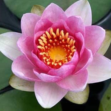 Nymphaea masaniello nelumbogarden waterlilies 4
