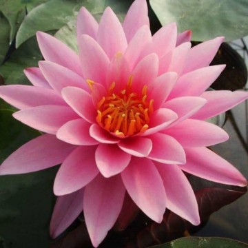 Nymphaea mayla nelumbogarden waterlilies 1