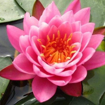 Nymphaea mayla nelumbogarden waterlilies 2