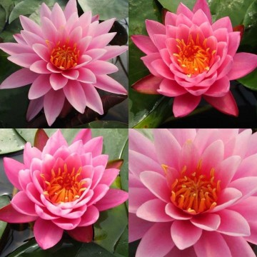 Nymphaea mayla nelumbogarden waterlilies 3