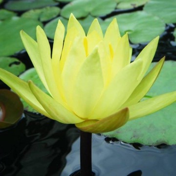 Nymphaea mexicana nelumbogarden waterlilies 1