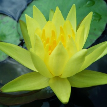Nymphaea mexicana nelumbogarden waterlilies 2