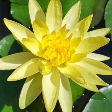 Nymphaea mexicana nelumbogarden waterlilies 3