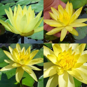 Nymphaea mexicana nelumbogarden waterlilies 5