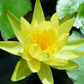 Nymphaea mexicana nelumbogarden waterlilies 6