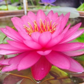 Nymphaea miss siam nelumbogarden waterlelies matthijs hazeleger waterlelies 4.jpg