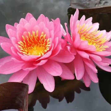 Nymphaea miss siam nelumbogarden waterlelies matthijs hazeleger waterlelies 5.jpg