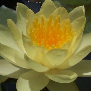 Nymphaea moorei nelumbogarden waterlilies 2