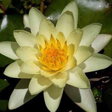 Nymphaea moorei nelumbogarden waterlilies 3