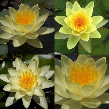 Nymphaea moorei nelumbogarden waterlilies 4